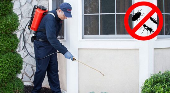 Şile Kemirgen İlaçlama böcek ilaçlama ve haşere kontrolü — ilaclama-tr.com